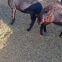بره ماده فروشی