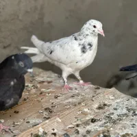 مفلق اصفهانی ترمه ای