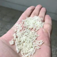 برنج فجر سوزنی اعلا سورت شده