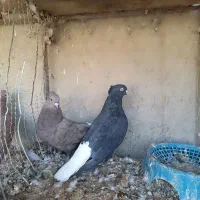 نرماده دم سفید کاکل|پرنده|زابل, |دیوار