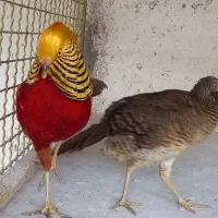 فروش جوجه سیلور ،سوین هو ، باژیکی