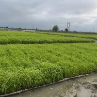 فروش نشا سبدی طارم هاشمی بی داز