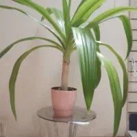 گل سوسن عنکبوتی