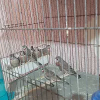 فروش انواع فنج دیوار صورتی|پرنده|ماهدشت, |دیوار