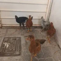 ۱عدد نیمچه خروس و ۴ عدد نیمچه مرغ