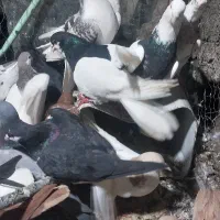 کفتر بوم پرشی کبوتر