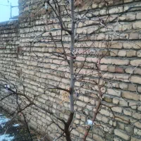 درخت عناب سه ساله|گل و گیاه طبیعی|تربت‌حیدریه, بهزیستی|دیوار