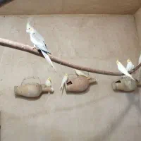جوجه عروس هلندی