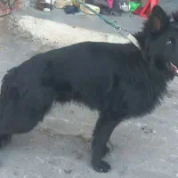 سگ نر ژرمن بلک اصل دارای شناسنامه