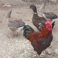 حیوانات مزرعه