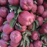 نهالستان سهند(خرید نهال با بهترین قیمت فروش)