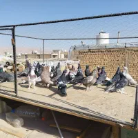 کفتر بهبونی دس اولی