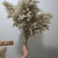 گیاه خشک طبیعی پامپاس با ارسال را یگان|گل مصنوعی|دورود, |دیوار