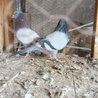 ۳ جفت کفتر درجه یک