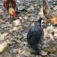 مرغ خروس و اردک اسرائیلی|حیوانات مزرعه|رشت, شالکو|دیوار