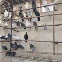 کبوتر  کفتر