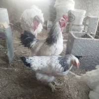 تخم  مرغ نطفه دار .خروس برهما .  ابخوری و دانخوری|حیوانات مزرعه|کرمانشاه, |دیوار