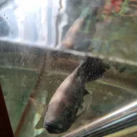 چهار ماهی یکی بزرک وسه تا متوسط|ماهی|قزوین, |دیوار