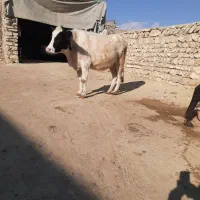 دوتا گاو دوگه شکم دوم هفت ماه ونیم آبستن|حیوانات مزرعه|کوراییم, |دیوار