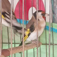 ۳عدد سهره  متولد قفس|پرنده|فردیس, شهرک شهید حسینی|دیوار