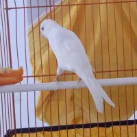 قناری  نر و ماده