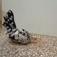 جاپنیز اصل ۶ماه در حال تخم