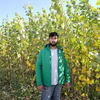 نهال صنوبر و کبوده یک سال تا پنج سال|خدمات باغبانی و درختکاری|سنندج, |دیوار