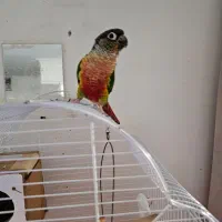 طوطی گرینچیک سبز|پرنده|اصفهان, باغ دریاچه|دیوار