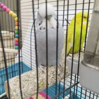 مرغ عشق اینگلیسی