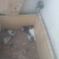 کفتر تیدی پرشی|پرنده|یزد, |دیوار