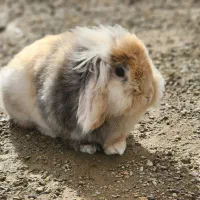 فروش خرگوش نر لوپ هلندی|موش و خرگوش|دیواندره, |دیوار