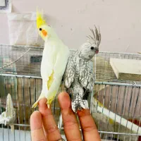 جوجه عروس هلندی