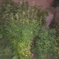 فروش ویلایی ۲۸۶ متر زمین