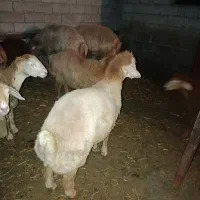 گوسفند