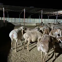 فروش میش / گوسفند چینی//50 راس میش ترکی|حیوانات مزرعه|کازرون, |دیوار