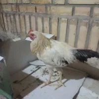 خروس نو جوان