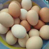 تخم مرغ کردی