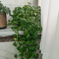 گل طبیعی زیبا شاداب|گل و گیاه طبیعی|قروه, |دیوار