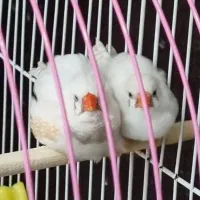 7 تا فنچ(خانواده هستن)