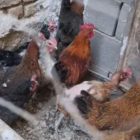 خروس