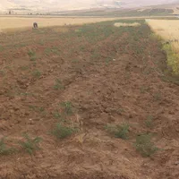 ۳۰۰۰ زمین کشاورزی باغی باباجان ۰ دولت آباد|فروش دفتر صنعتی، کشاورزی، تجاری|کرمانشاه, |دیوار