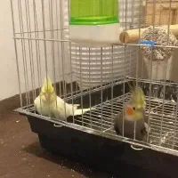 عروس هلندی|پرنده|قرچک, مهدیه|دیوار