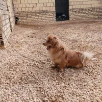 گمشده