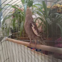 عروس هلندی|پرنده|شیراز, کوشک میدان|دیوار