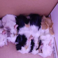 خوکچه هندی موکوتاه|موش و خرگوش|تهران, مهران (سیدخندان)|دیوار