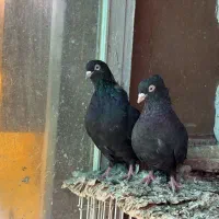 کبوتر نروماده|پرنده|ارومیه, |دیوار