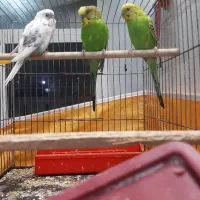 یک جفت مولد با جوجه وقفس