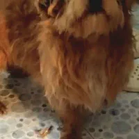 حیوانات خانگی