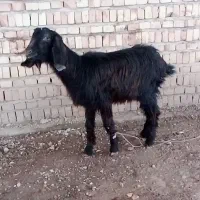 بز.|حیوانات مزرعه|آستارا, |دیوار