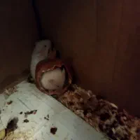 فروش همستر|موش و خرگوش|کرمان, |دیوار